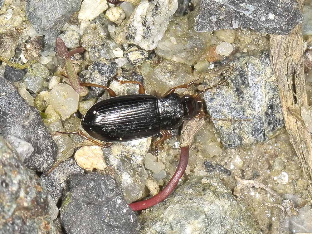 Trichotichnus laevicollis (Carabidae)